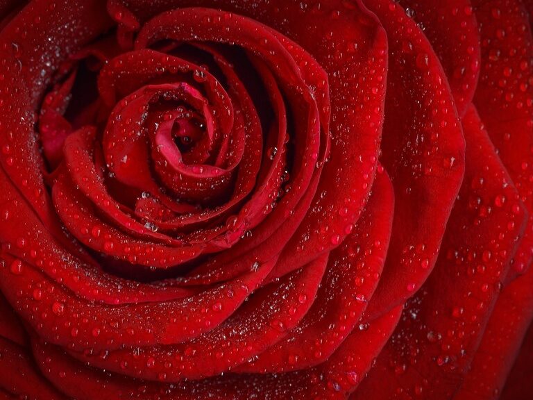 Romantisches Angebot - Liebesglück