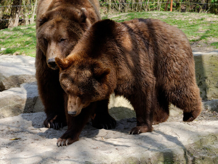 Wildpark_Bad_Mergentheim_HOLGER SCHMITT